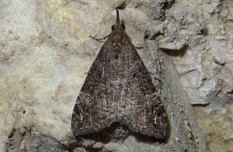 Hypena obsitalis - Erebidae